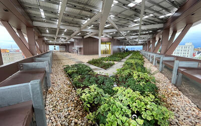 vegetated roof, green roof, amenity deck and wood tile pavers